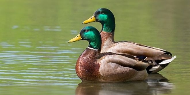 Ducks